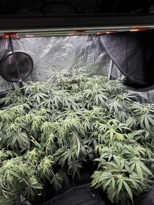 RE-VEG CLONES!. Week 9