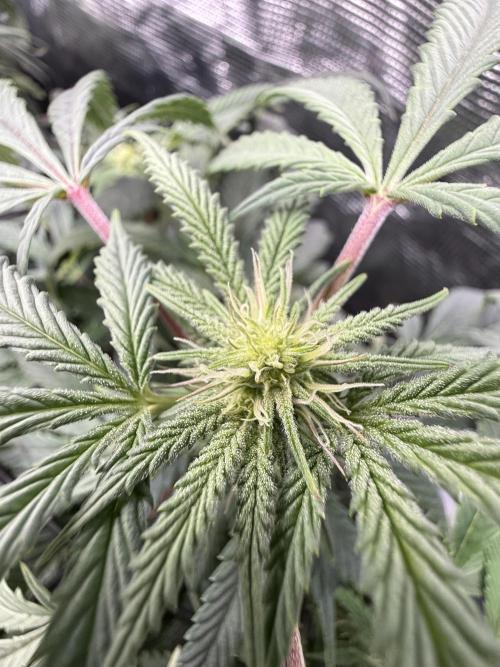 RE-VEG CLONES!. Week 9