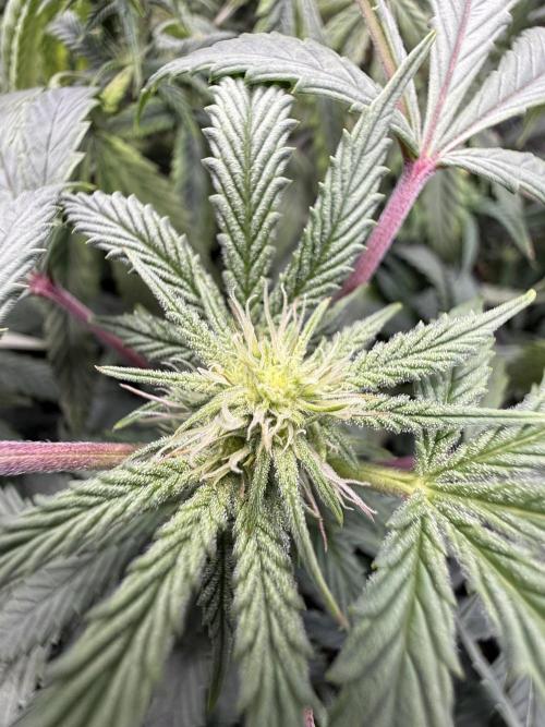 RE-VEG CLONES!. Week 9