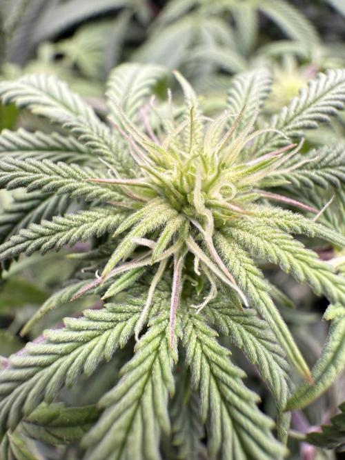 RE-VEG CLONES!. Week 9