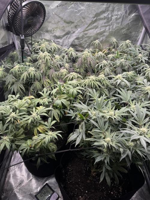 RE-VEG CLONES!. Week 10