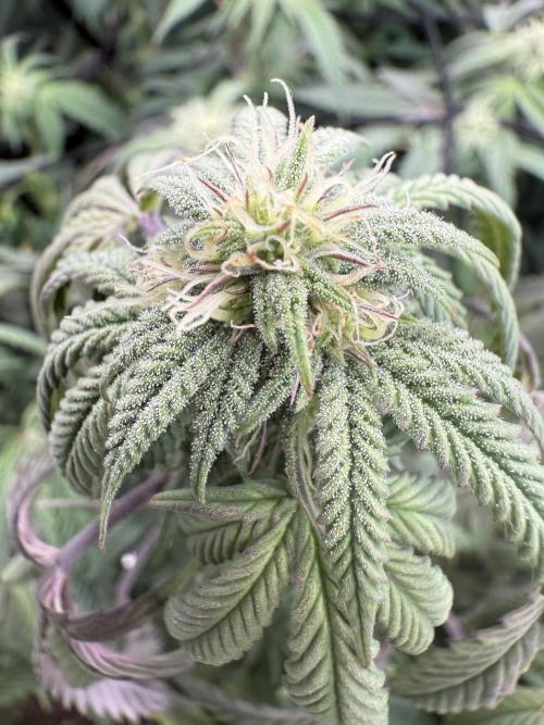 RE-VEG CLONES!. Week 10