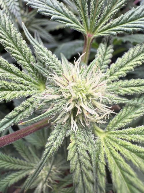 RE-VEG CLONES!. Week 10