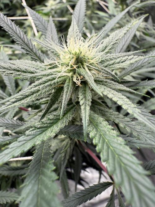 Nana glue 4rm clone. Week 11