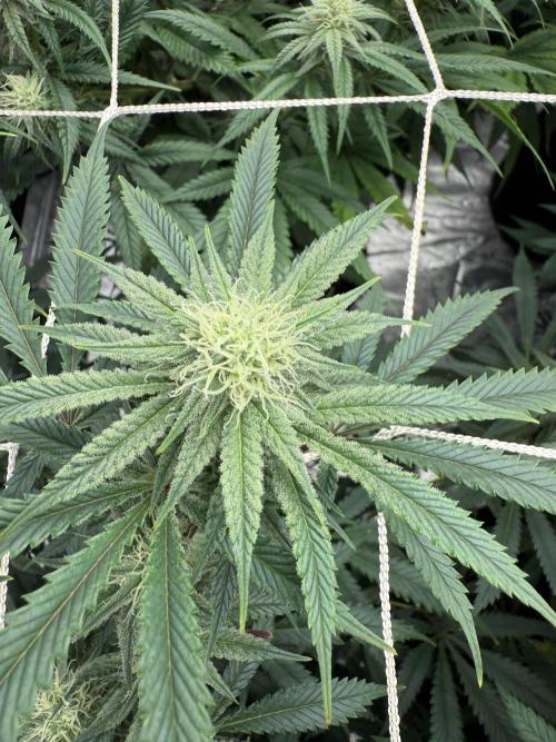 Nana glue 4rm clone. Week 11