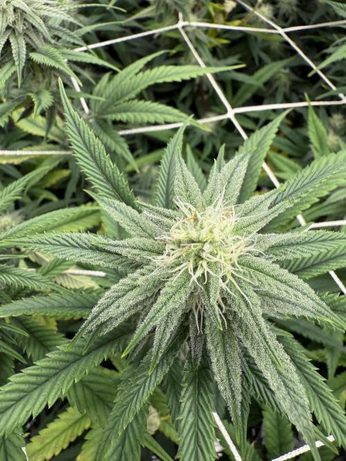 Nana glue 4rm clone. Week 11