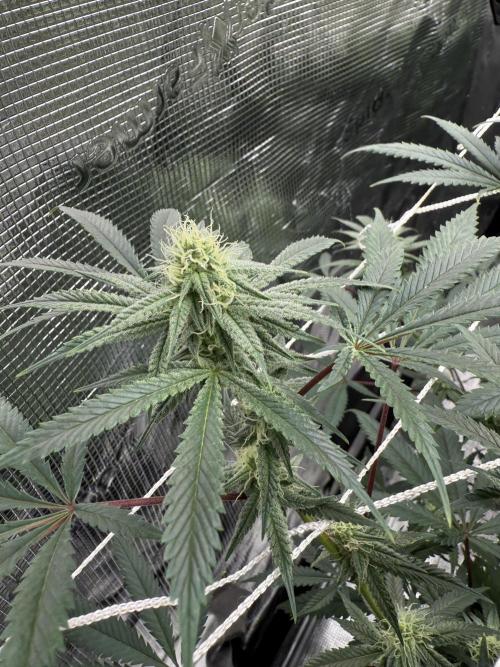 Nana glue 4rm clone. Week 11