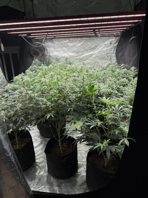 Nana glue 4rm clone. Week 11