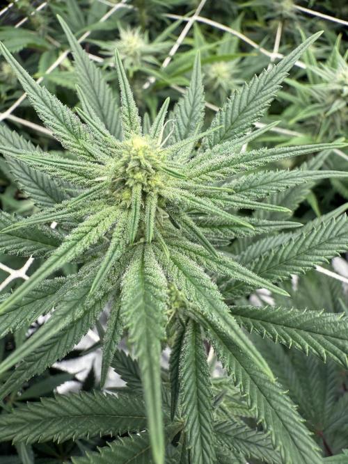 Nana glue 4rm clone. Week 11