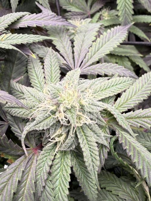 RE-VEG CLONES!. Week 11