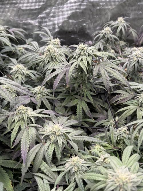 RE-VEG CLONES!. Week 11