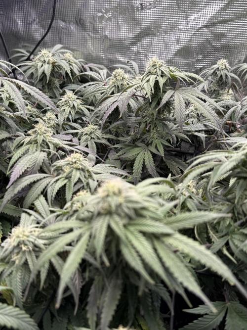 RE-VEG CLONES!. Week 11