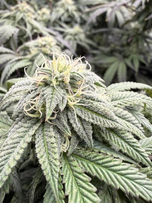 RE-VEG CLONES!. Week 11