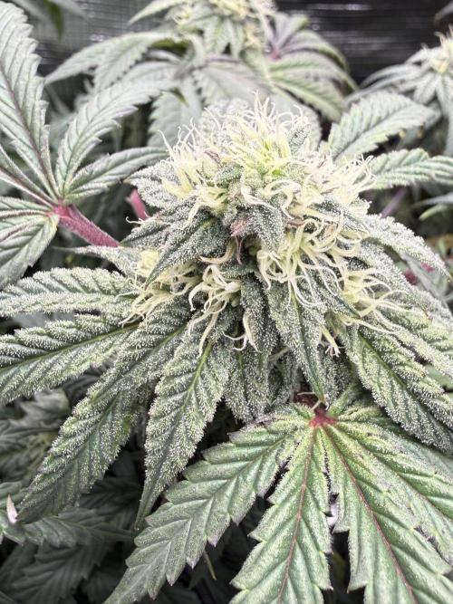 RE-VEG CLONES!. Week 11