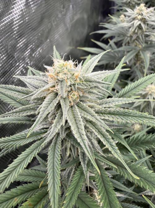 Nana glue 4rm clone. Week 12