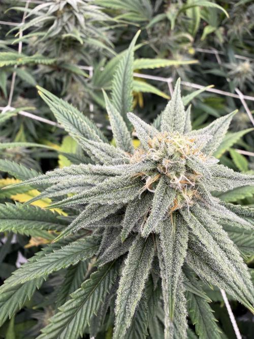 Nana glue 4rm clone. Week 12