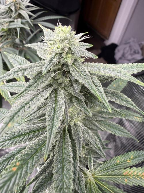 Nana glue 4rm clone. Week 12