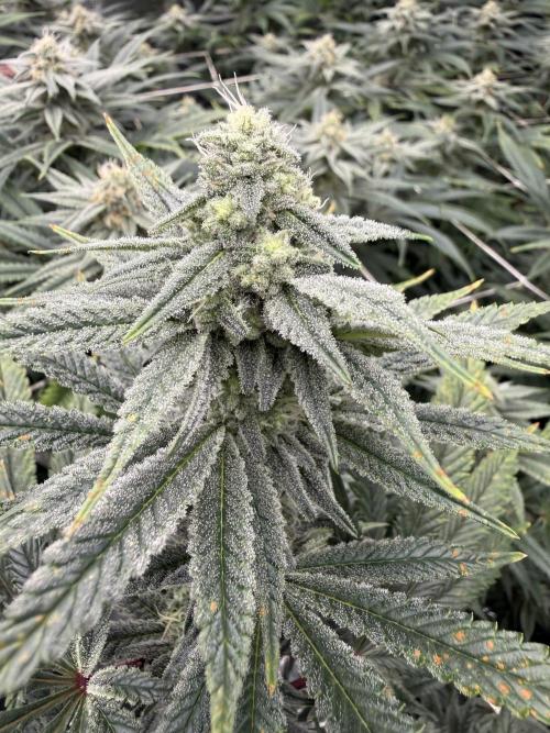 Nana glue 4rm clone. Week 12