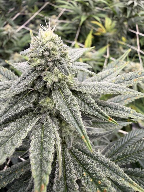 Nana glue 4rm clone. Week 12