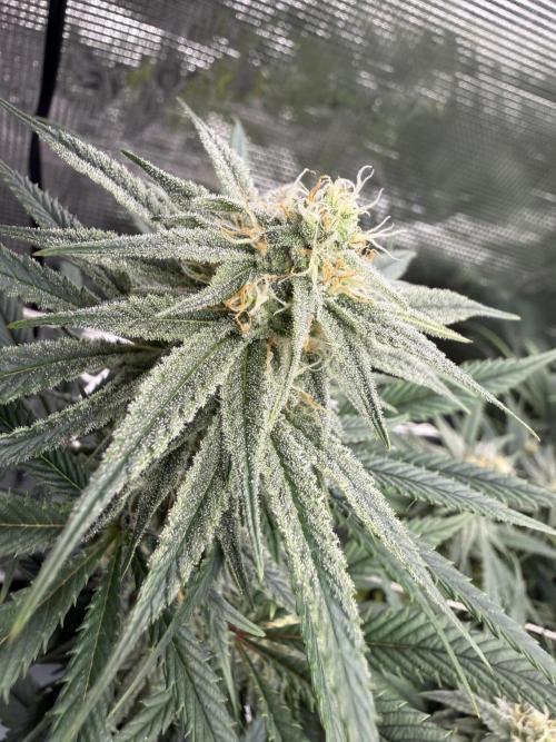 Nana glue 4rm clone. Week 12