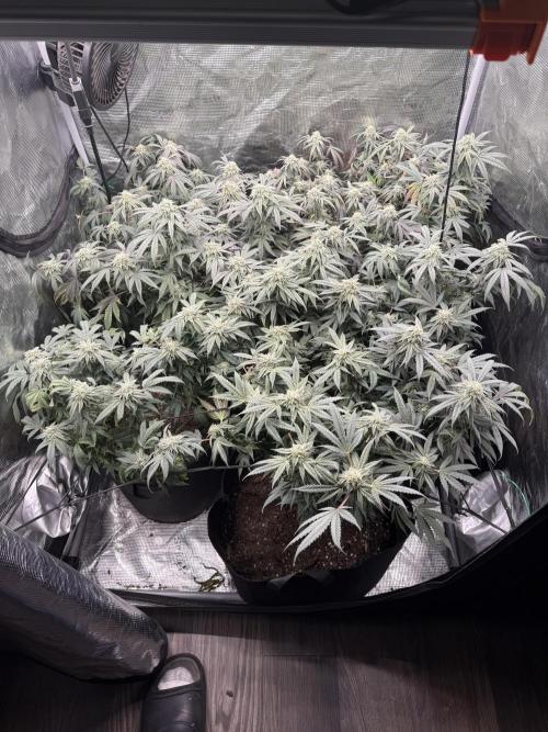 RE-VEG CLONES!. Week 12