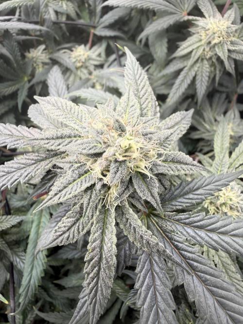 RE-VEG CLONES!. Week 12