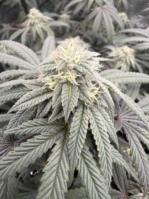 RE-VEG CLONES!. Week 12