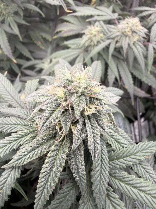 RE-VEG CLONES!. Week 12