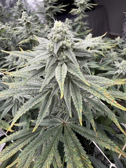 Butter waves n nana glue clones. Week 13