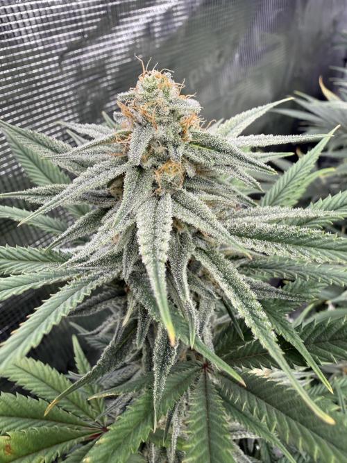 Butter waves n nana glue clones. Week 13