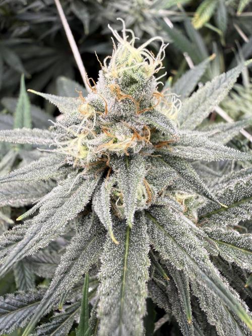 Butter waves n nana glue clones. Week 13