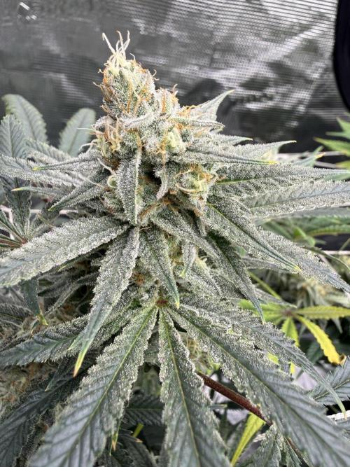 Butter waves n nana glue clones. Week 13 - Butter wavez