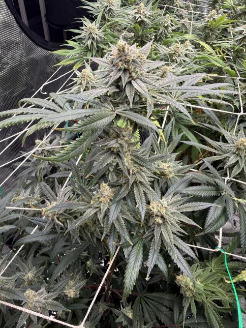 Butter waves n nana glue clones. Week 13 - Butter wavez 