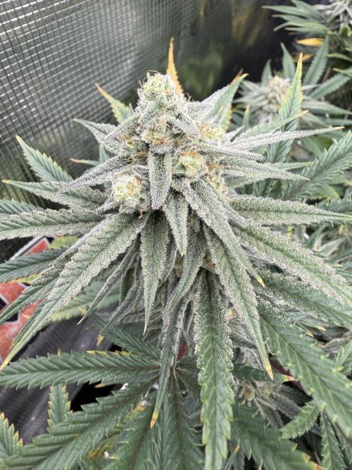 Butter waves n nana glue clones. Week 14