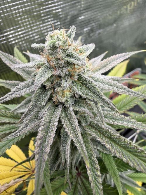 Butter waves n nana glue clones. Week 14