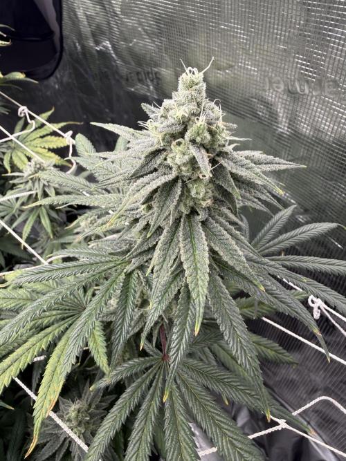 Butter waves n nana glue clones. Week 14