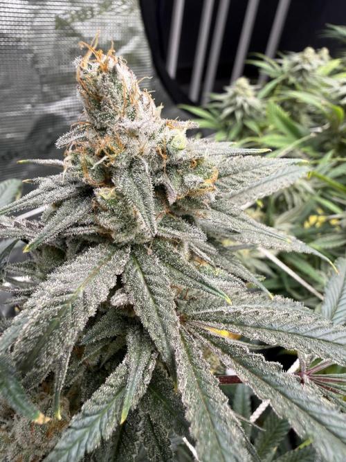 Butter waves n nana glue clones. Week 14