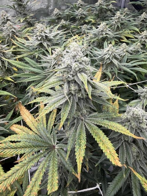 Butter waves n nana glue clones. Week 14