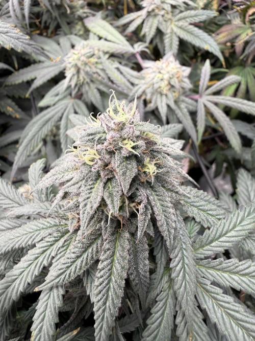 RE-VEG CLONES!. Week 13