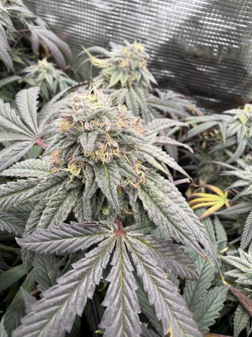 RE-VEG CLONES!. Week 13