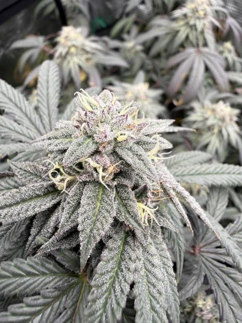 RE-VEG CLONES!. Week 13