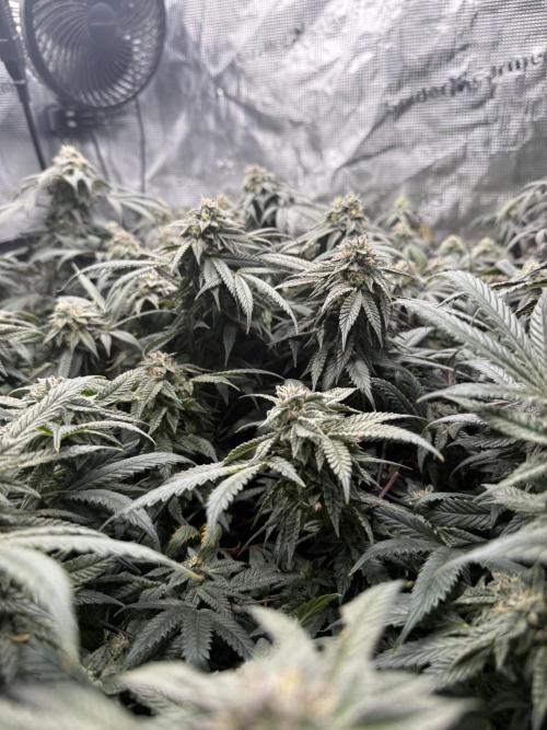 RE-VEG CLONES!. Week 13