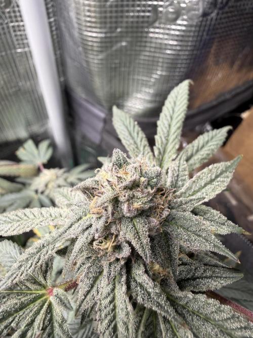 RE-VEG CLONES!. Week 13