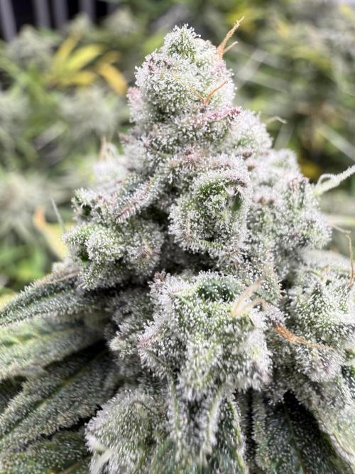 Butter waves n nana glue clones. Week 15