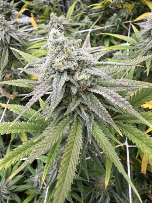 Butter waves n nana glue clones. Week 15