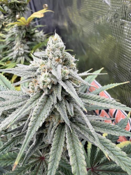 Butter waves n nana glue clones. Week 15