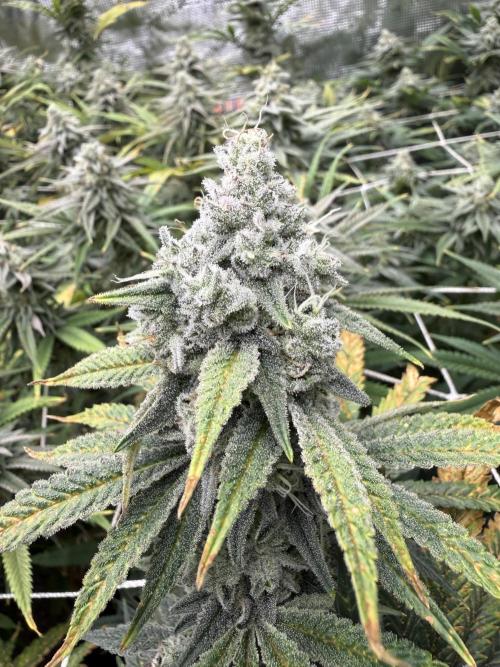 Butter waves n nana glue clones. Week 15