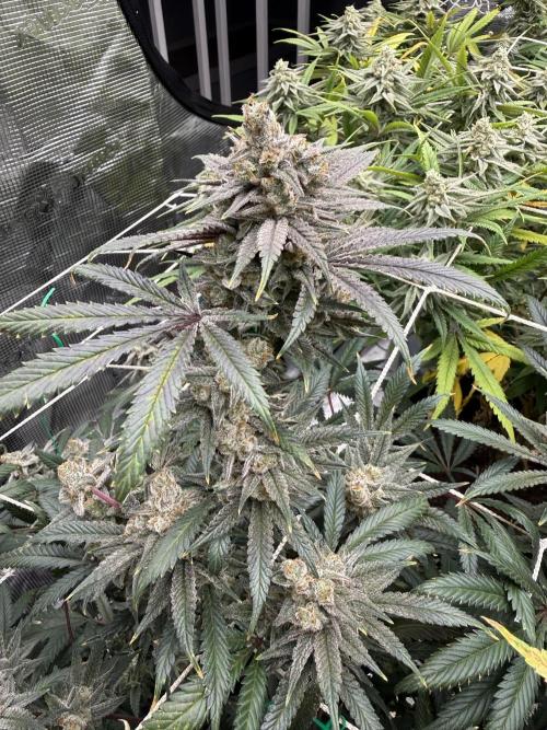 Butter waves n nana glue clones. Week 15