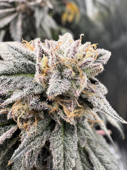 RE-VEG CLONES!. Week 14