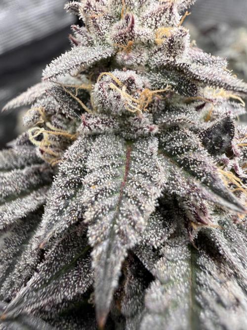 RE-VEG CLONES!. Week 14